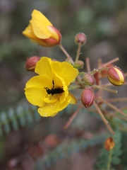 Chamaecrista filicifolia