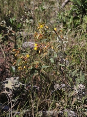 Chamaecrista filicifolia