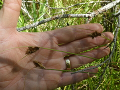 Carex unilateralis