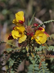 Chamaecrista filicifolia