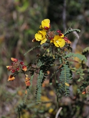 Chamaecrista filicifolia