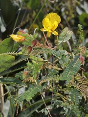 Chamaecrista filicifolia