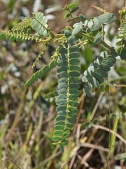 Chamaecrista filicifolia