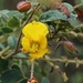 Chamaecrista filicifolia - Photo (c) Mauricio Mercadante, algunos derechos reservados (CC BY-NC-SA)