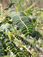 Chamaecrista filicifolia