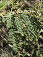 Chamaecrista filicifolia
