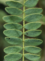 Chamaecrista filicifolia