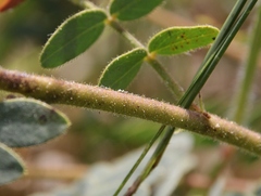 Chamaecrista filicifolia