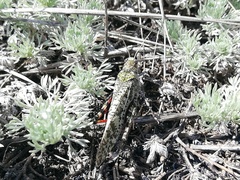 Angaracris barabensis