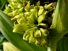 Veratrum