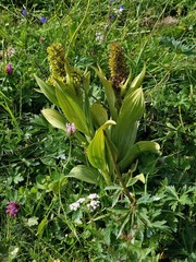 Veratrum