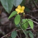 Oxalis hirsutissima - Photo (c) Mauricio Mercadante, algunos derechos reservados (CC BY-NC-SA)