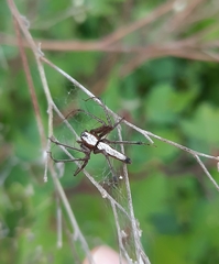 Oxyopes shweta