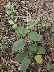 Miconia dependens