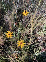 Coreopsis linifolia