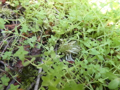 Hypericum anagalloides