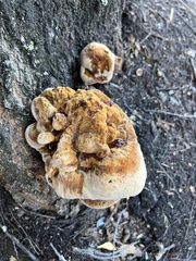 Inonotus hispidus