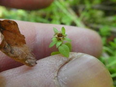 Hypericum anagalloides