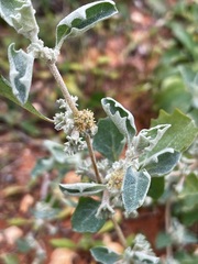 Atriplex limbata