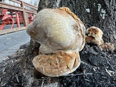 Inonotus hispidus