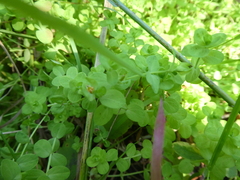 Hypericum anagalloides