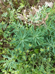 Euphorbia portlandica