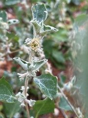 Atriplex limbata