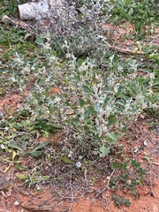 Atriplex limbata