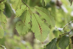 Quercus muehlenbergii