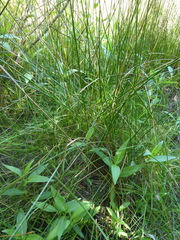 Eleocharis palustris