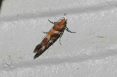 Aristotelia roseosuffusella