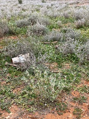 Atriplex limbata