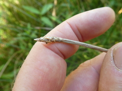 Eleocharis palustris