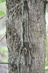 Quercus muehlenbergii
