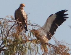 Neophron percnopterus