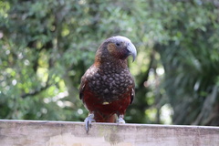 Nestor meridionalis septentrionalis