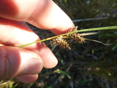 Carex viridula