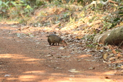 Dasyprocta variegata