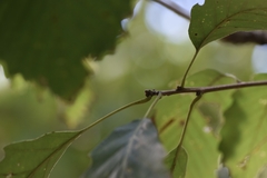 Quercus muehlenbergii