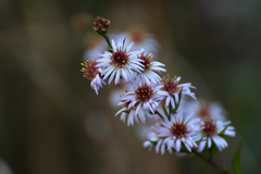 Aster