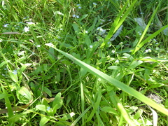 Myosotis laxa
