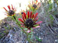 Leucadendron modestum