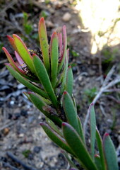 Leucadendron modestum