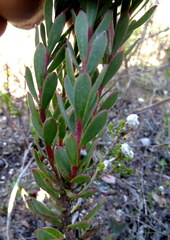 Leucadendron modestum
