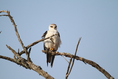 Elanus caeruleus caeruleus