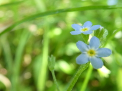 Myosotis laxa