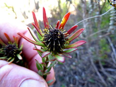 Leucadendron modestum