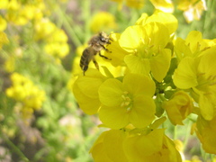 Apis cerana japonica