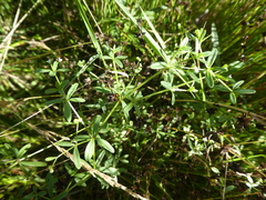 Galium trifidum