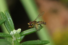 Toxomerus occidentalis